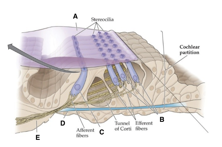 <p>NEW What part of the Cochlear partition is labeled _______. [I will pick one of</p><p>the unlabeled locations in the below figure and you’ll have to name it]</p>