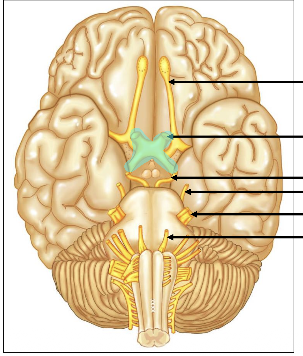 <p>Give the number of the highlighted nerve</p>