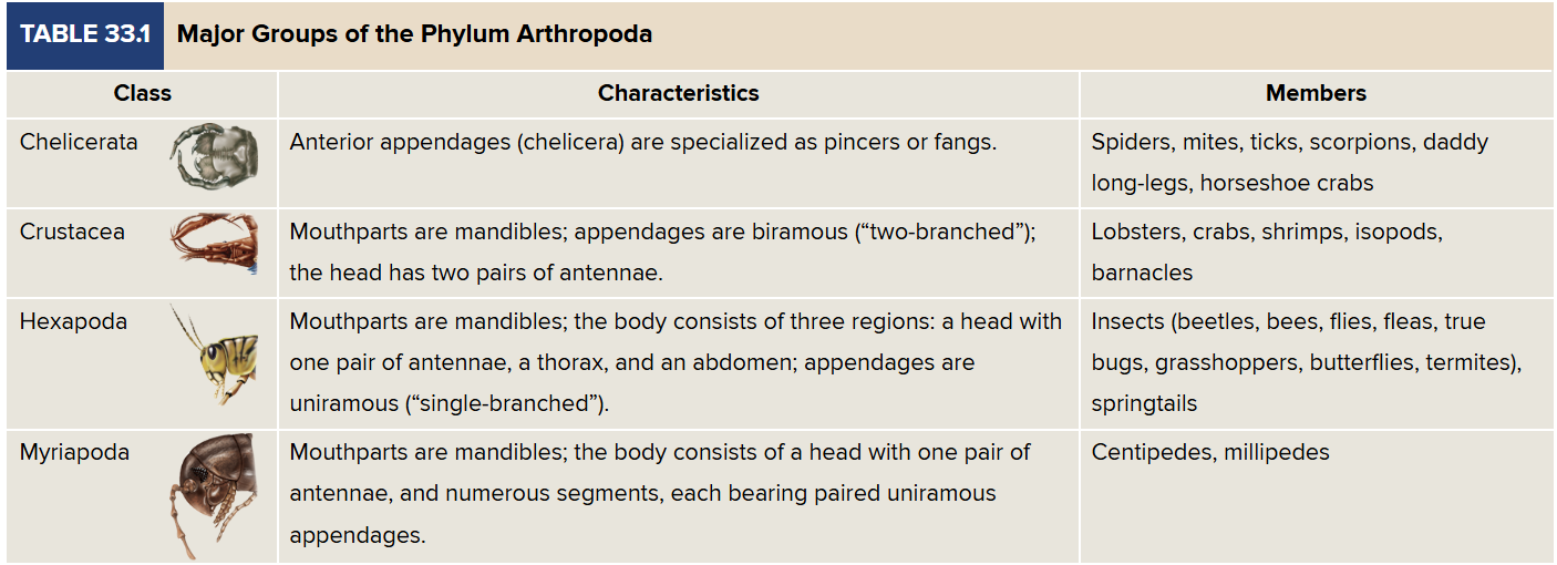 <p>1) Chelicerata — pincers/fangs as appendages (spiders, scorpions, ticks, horseshoe crabs). </p><p>2) Crustacea — mandibles, two-branched appendages, antennae (crabs, shrimp, lobsters, barnacles). </p><p>3) Hexapoda — three body regions, mandibles, includes all insects. </p><p>4) Myriapoda — mandibles, one pair of antennae, many segments (centipedes, millipedes).</p>