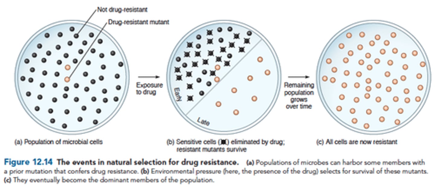 <p>Large populations of microbes likely to include drug resistant cells due to prior mutations or transfer of plasmids - no growth advantage until exposed to drug</p><p>If exposed, sensitive cells are inhibited or destroyed while resistance cells will survive and proliferate.</p><p>Eventually population will be resistant - natural selection</p>