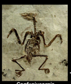 <ul><li><p>lower cretaceous </p></li></ul><p></p>