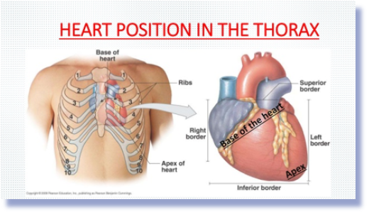 <p>The “pointed” end of the heart, primarily formed by the left ventricle (muscular part of the heart)  </p>