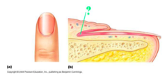 <p>identify the indicated structure of the nail</p>