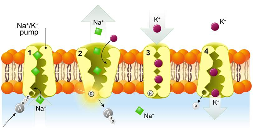 <p><span>The process by which molecules are moved from an area of lower concentration to an area of higher concentration against a concentration gradient. </span></p><p><span>This movement requires energy in the form of ATP because it goes against the natural direction of diffusion</span></p><p><span>Ex: Sodium-potassium exchange pump</span></p>