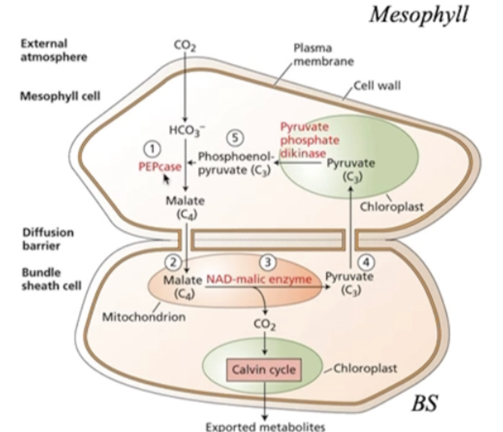 <ol><li><p>carboxyloation (CO2 → HCO3- and PEPcase → Malate)</p></li><li><p>Decarboxylation (Malate with NAD-malic enzyme to make CO2 for calvin cycle &amp; Pyruvate)</p></li><li><p>C3 reduction (Pyruvate moved to chloroplast)</p></li><li><p>Regeneration of PEP (Pyruvate turned into PEPcase)</p></li></ol><p></p>