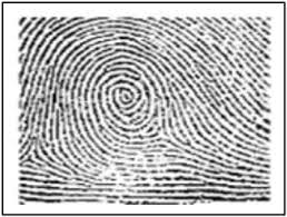 <p>what type of fingerprint is this?</p>