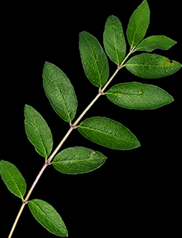 <p>Lonicera leaf arrangement</p>