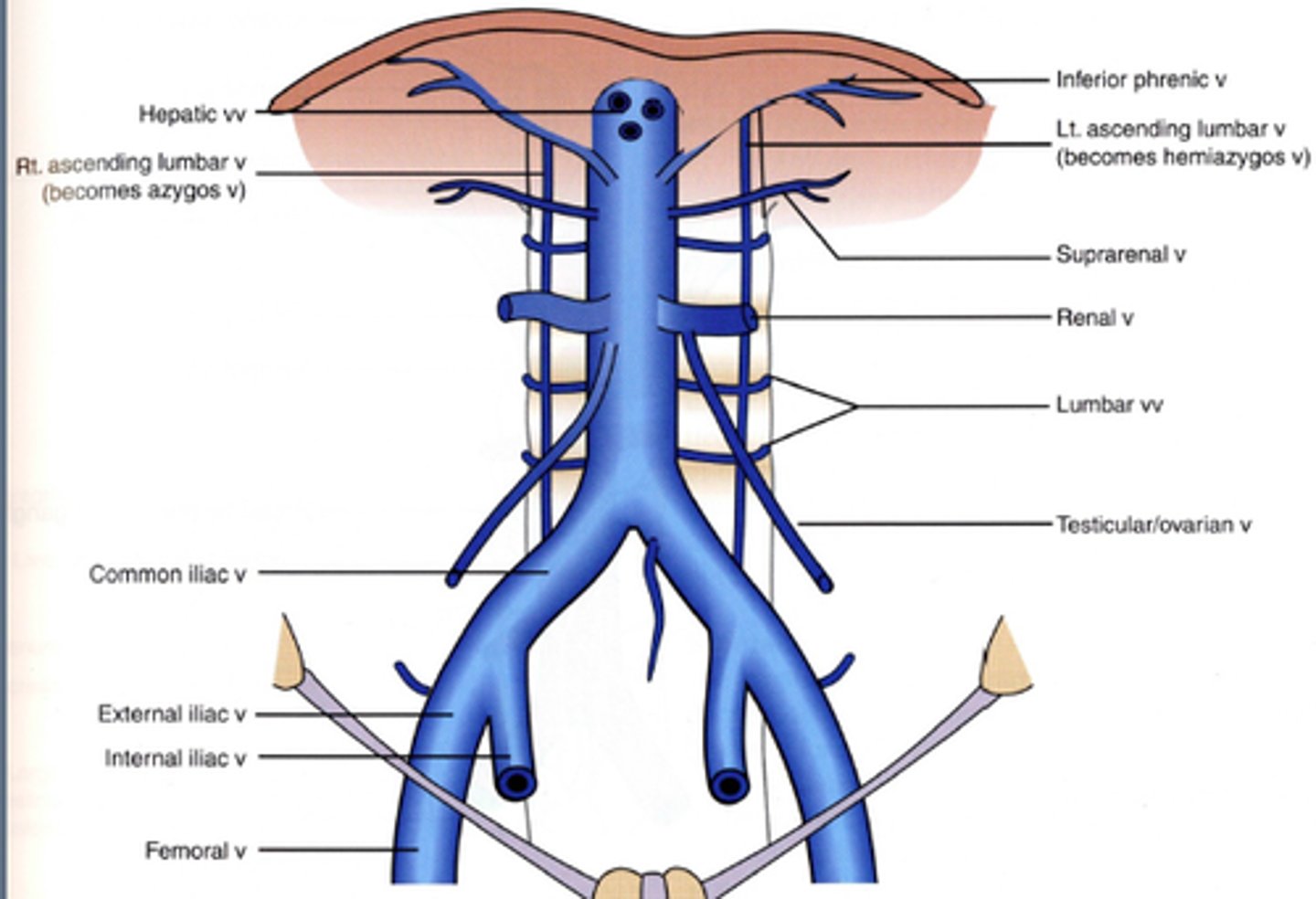 <p>where does the IVC begin anterior to? by the union what enters the caval opening at the level of what vertebrae?</p>