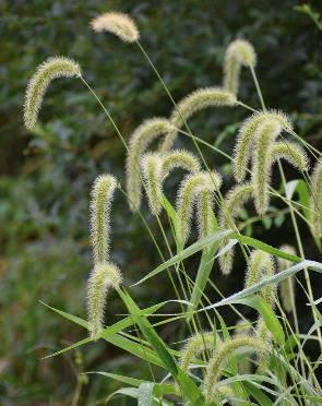 <p>Setaria spp.</p>