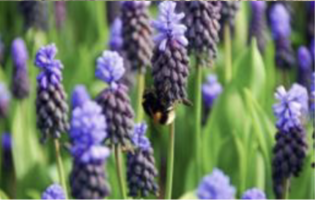 <p>Broad-leaved grape hyacinth<br>1 leaf, broadly oblanceolate<br>Dense, then loose racemes<br>sterile soft blue flowers</p>