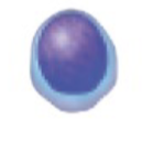 <p>What type of cell is this?</p>