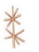 <p>What streptomyces spore-bearing structure is this?</p>