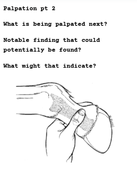 <p>Palpation of the Distal Limb (FL or HL)</p>