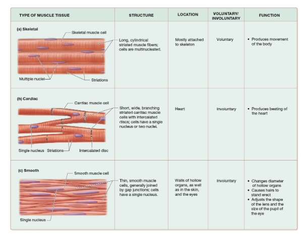 <p>Long, thin, striated,multinucleated cells arranged parallel to each other;</p><p>often called <u>Muscle Fibers</u>;</p><p>must be stimulated by the nervous system; voluntary</p>