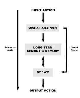 <ul><li><p>incorporates aspects of the other models</p></li><li><p>SEMANTIC: meaningful actions stored in repetoire</p></li><li><p>VISUOMOTOR/DIRECT: meaningless actions/mirror neurons</p></li></ul><p></p><p></p>