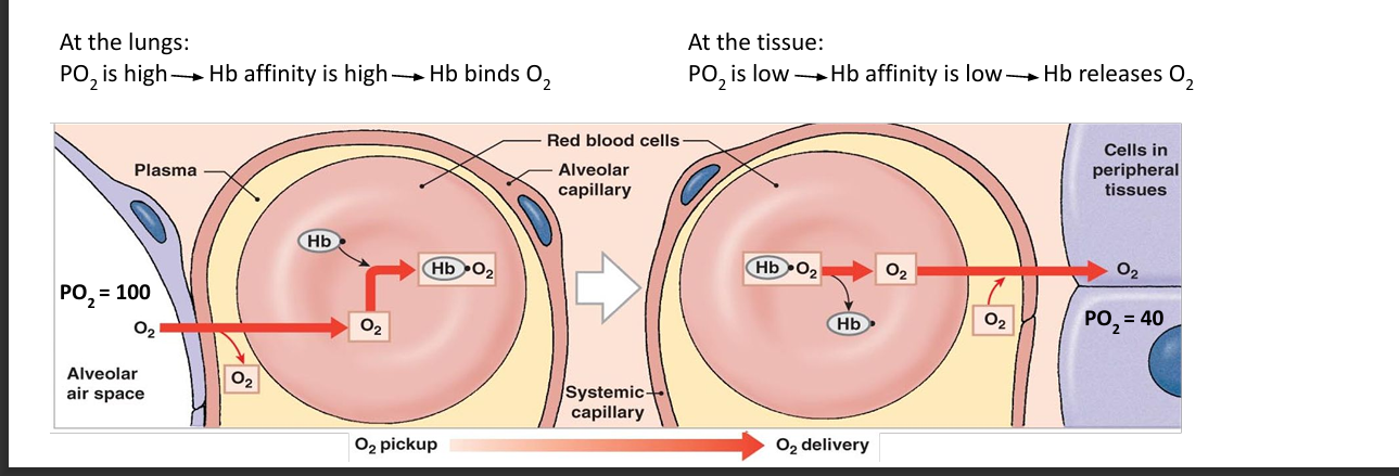 O2 diffuses from capillary to tissue, capillary PO2 is higher than tissue PO2, continues until equilibrium
