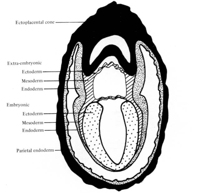 <p>form the skin and nervous system</p>