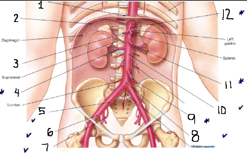 <p>What is the name of the artery labeled <strong>[7]</strong></p>