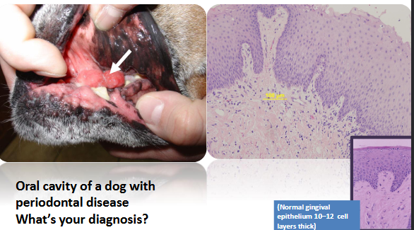 <p>What non-neoplastic disturbances?</p>