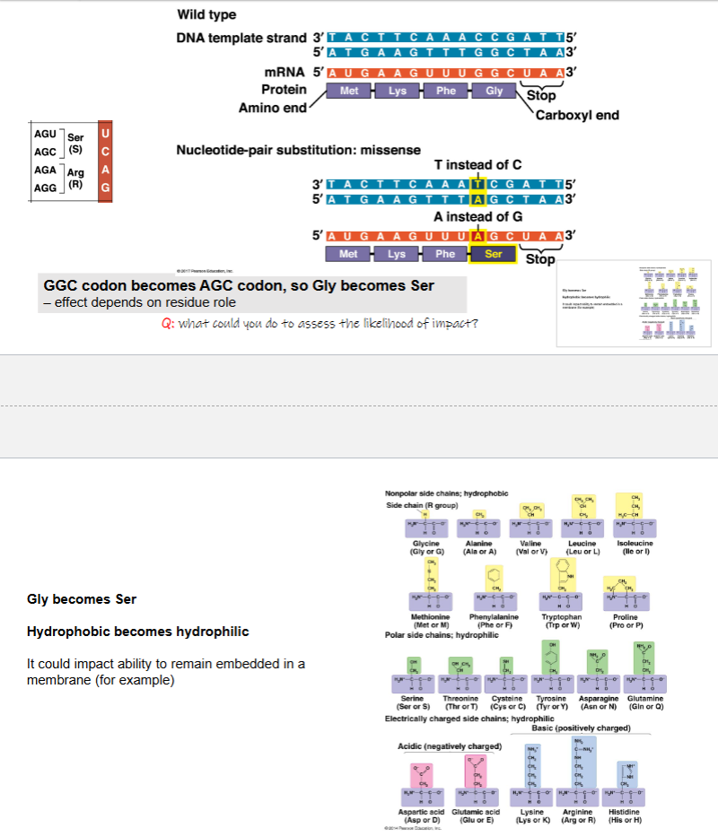 <ul><li><p>GGC codon becomes AGC codon, so Gly becomes Ser — effect depends on residue role</p></li><li><p>Gly becomes Ser</p><ul><li><p>hydrophobic becomes hydrophilic</p></li><li><p>it could impact ability to remain embedded in a membrane </p></li></ul></li></ul><p></p>