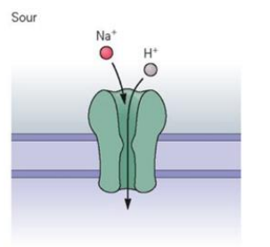 <p>Sour taste is due to H+ acting intracellularly by opening channels that allow other cations to enter</p>
