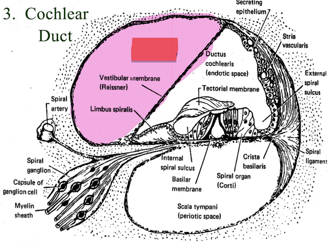 <p>upper triangle of perilymph </p>