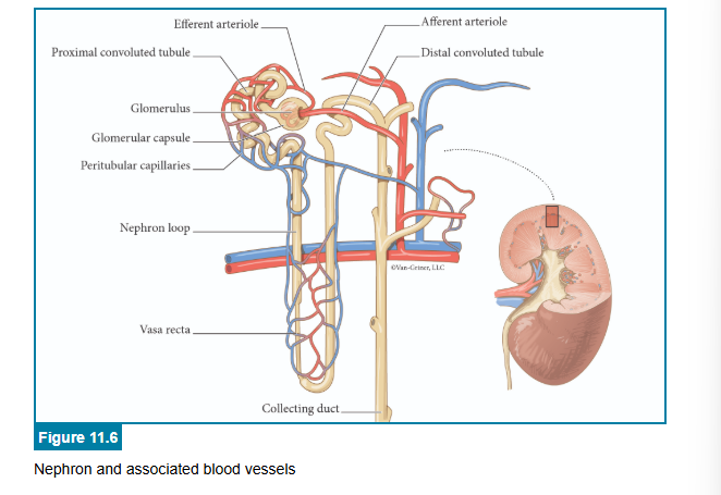 <p>correct answers</p>