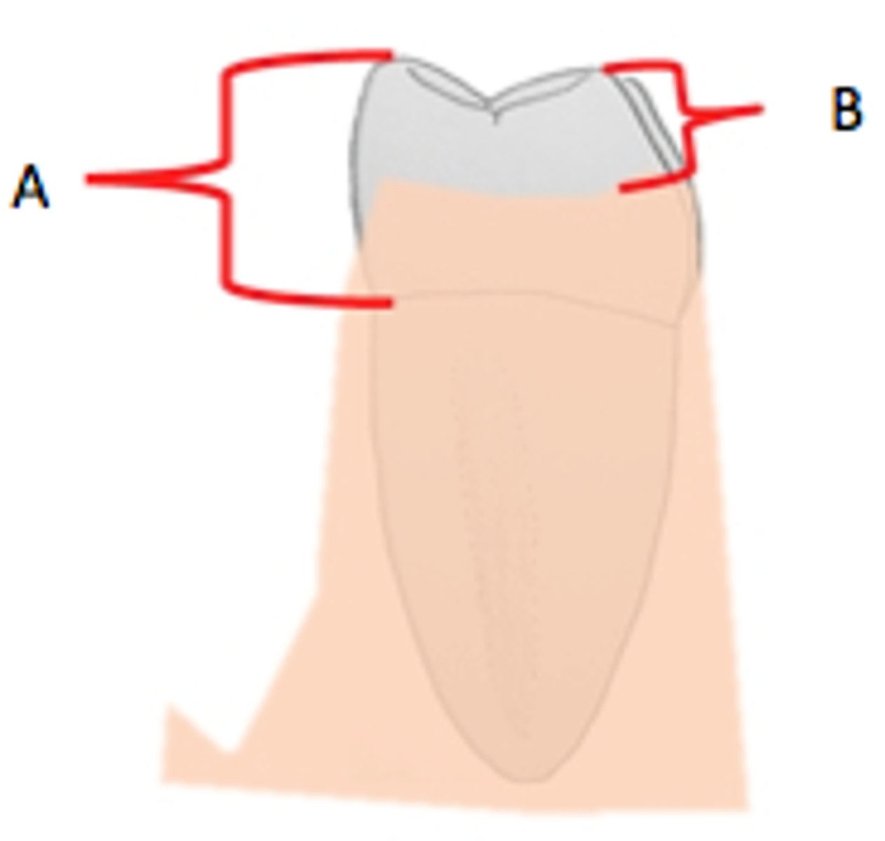 <p>the part of the crown seen above the gingiva</p>