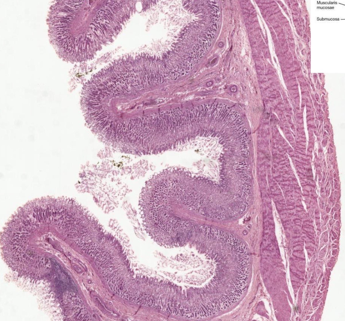 <p>Identify the Structure (be specific)</p>
