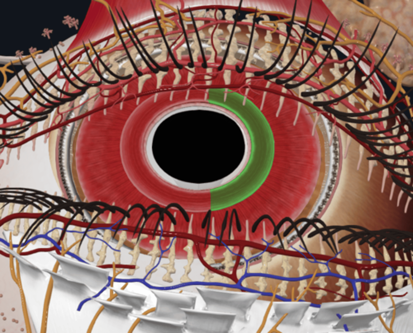 <p>What muscle constricts the pupil and how is it stimulated?</p>