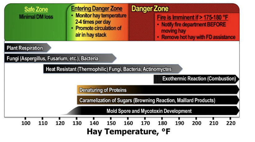 <p>Occurs when hay is stored at moisture <span style="color: red;"><strong>>18%</strong></span></p><p><span style="color: rgb(255, 255, 255);">Stimulates growth of aerobic bacteria and mold</span></p><ul><li><p>metabolizes sugars and starch</p></li><li><p>causes additional heating</p><ul><li><p>temp >120˚F = damage to proteins, temp >160˚F = spontaneous combustion</p></li></ul></li><li><p>Results in decreased net energy and decreased protein digestion (ADIN)</p></li></ul><p></p>