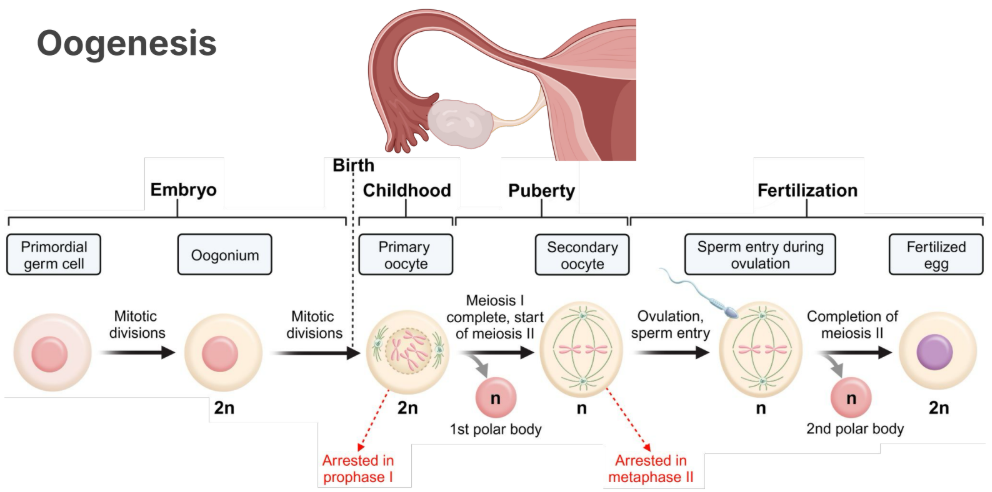 <p><strong>Embryo</strong></p><ul><li><p>Starts with <strong>primordial germ cell</strong></p></li><li><p>Turns into an <strong>oogonium (2n)</strong></p></li><li><p>Undergoes <strong>mitotic divisions</strong></p></li></ul><p></p><p><strong>Birth</strong></p><ul><li><p><strong>Primary Oocyte</strong> (2n)</p></li><li><p>Cell is arrested in <strong>prophase I</strong></p></li></ul><p></p><p><strong>Puberty:</strong></p><ul><li><p>Undergoes meiosis I and completes it, start of Meiosis II</p></li><li><p><em>creates first polar body</em></p></li><li><p>We start a <strong>secondary oocyte.</strong></p></li><li><p>We arrest in <strong>metaphase II. </strong></p></li></ul><p></p><p><strong>Fertilization</strong></p><ul><li><p>Ovulation sperm entry sees the completion of <strong>meiosis II</strong></p></li><li><p>Creation of a <em>second polar body</em></p></li></ul><p></p><p><strong>Then you create a fertilized egg. </strong></p>