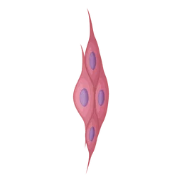 <p>only found in the heart</p>