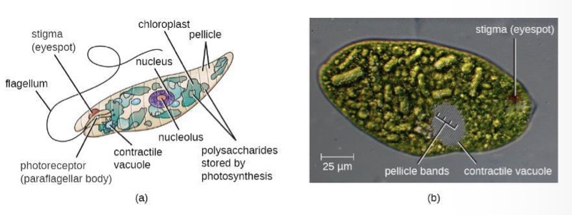 <p>Supergroup: Excavata</p><ul><li><p>Chloroplasts; photosynthesis</p></li><li><p>Stigma: light sensing organism </p></li></ul><p></p>