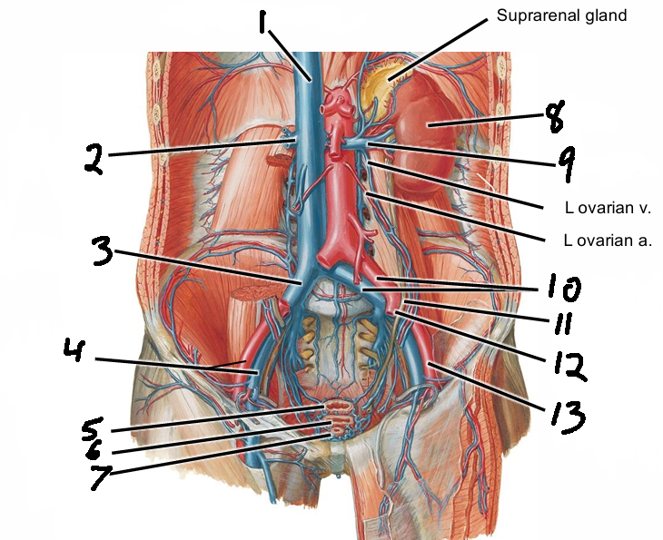<p>11</p>