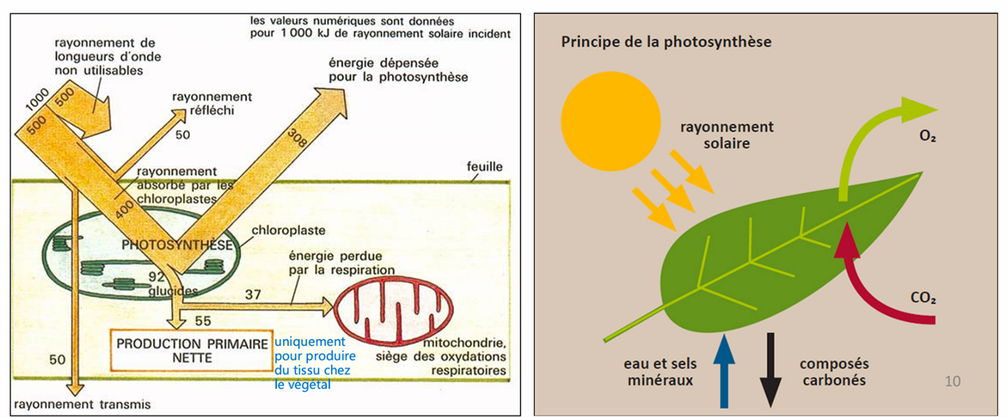 <p>Parce que sur toute l’énergie solaire qui arrive :</p><ul><li><p>une partie est réfléchie ou transmise</p></li><li><p>une partie est dissipée en chaleur</p></li><li><p>une partie sert au fonctionnement de la plante (maintenance, réactions, respiration)</p></li></ul><p>Au final, seule une petite fraction devient réellement de la biomasse nouvelle : souvent quelques % (<6% pour la biomasse, et parfois 1–2% à l’échelle de l’écosystème selon conditions).</p>