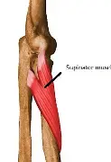 <p>supinator muscle </p>