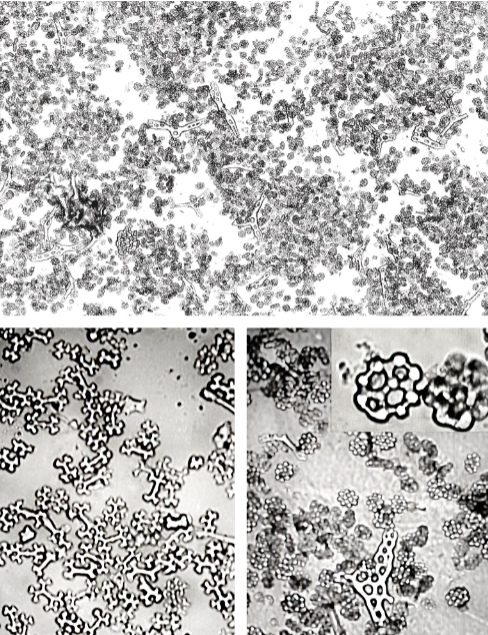 <p>class</p><p>what is shown</p>