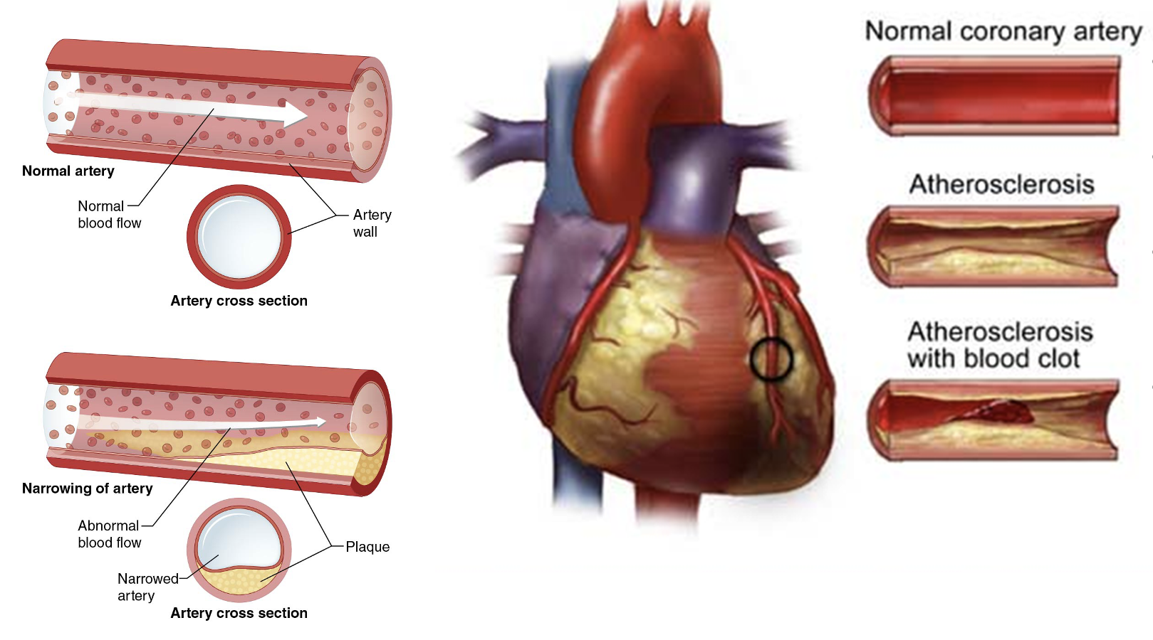 <ul><li><p>The myocardium relies on ATP for contraction.</p></li><li><p>In the heart, 40% of the muscle cells are mitochondria.</p></li><li><p>At rest, the body extracts 25% of the oxygen present in arterial blood. </p></li><li><p>Even at rest, the heart muscle extracts 75% of the O2 delivered to it.</p></li></ul><p></p>