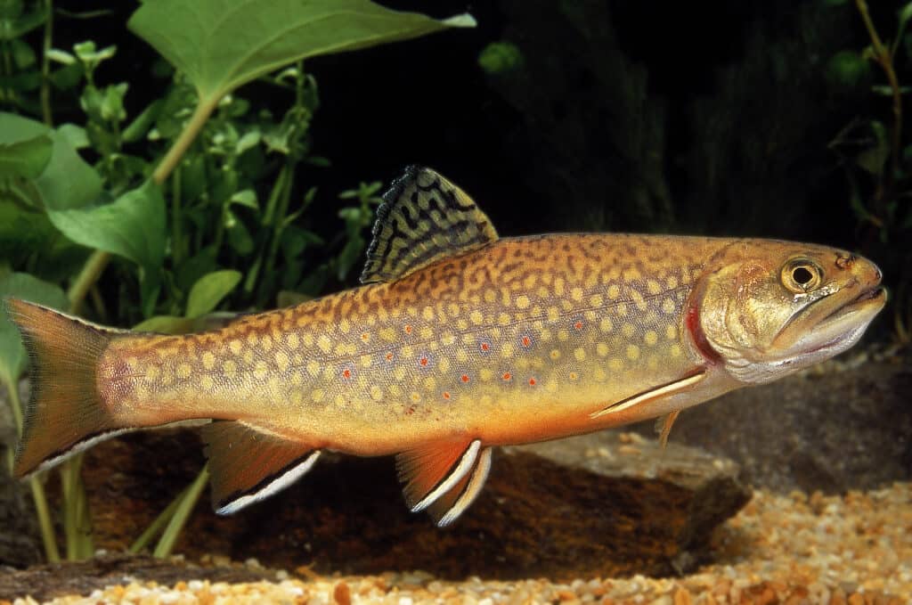 <ul><li><p>Native to NY and live in cold, small-moderate sized lakes, streams, and ponds</p></li><li><p>5-15 inches in length (habitat dependent)</p></li><li><p>Eat insects</p></li></ul><p></p>