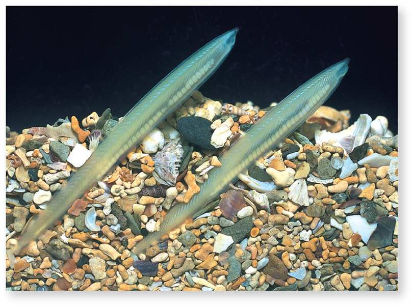 <p>Lancelets are simple, translucent marine chordates that <strong>retain all four chordate features as adults</strong> — making them the closest model of what the ancestral chordate may have looked like. They are filter feeders that partially bury themselves and use their post-anal tail to burrow.</p>