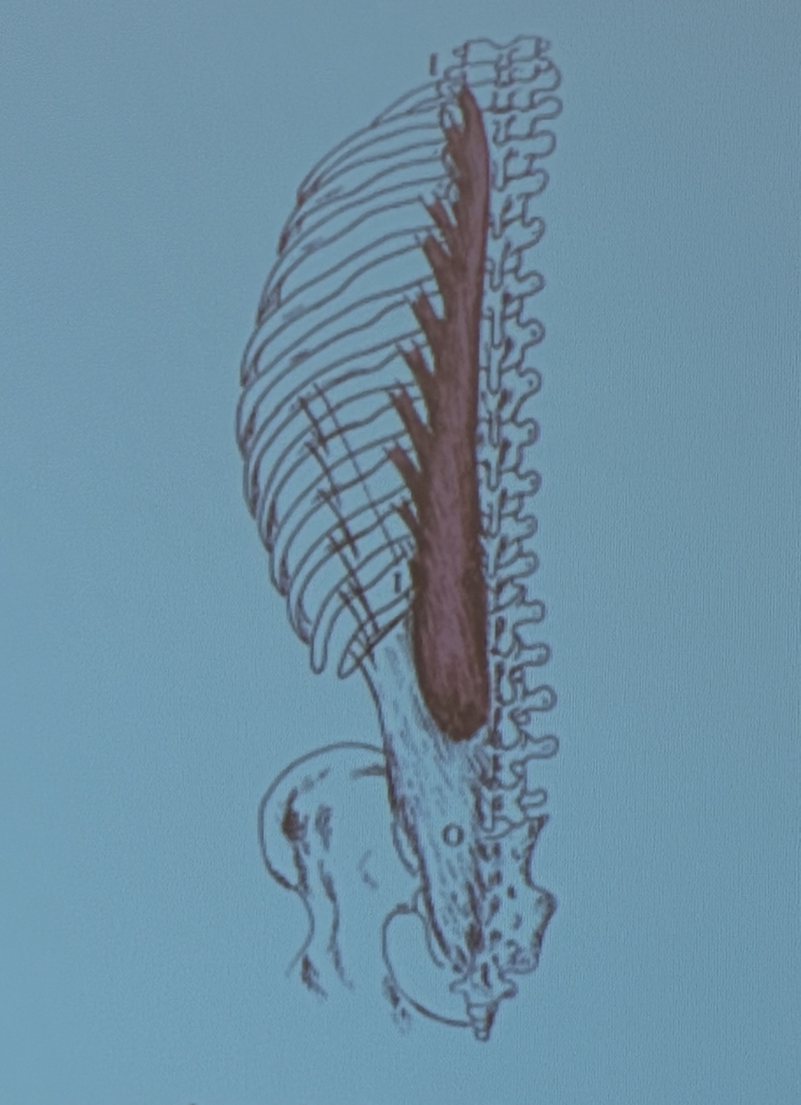 <p>Muscle name?</p>