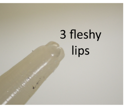 <p>3 fleshy lips </p>