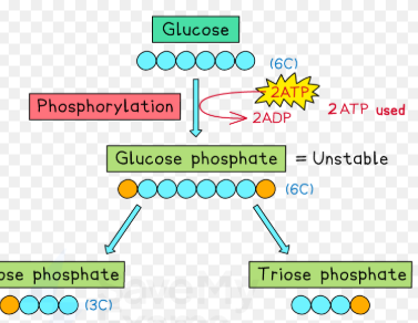 <ul><li><p>glucose is phosphorylated using a phosphate from ATP this creates <u><mark data-color="#da4c4c" style="background-color: rgb(218, 76, 76); color: inherit;">1 molecule of glucose phosphate</mark></u> and a ADP</p></li><li><p>another ATP is hydrolysed and addition of 2nd phosphate forms <mark data-color="#d08a1a" style="background-color: rgb(208, 138, 26); color: inherit;">hexose biphosphate</mark></p></li><li><p>which is then split into two <mark data-color="#919f11" style="background-color: rgb(145, 159, 17); color: inherit;">triose phosphate</mark></p></li></ul><p></p>