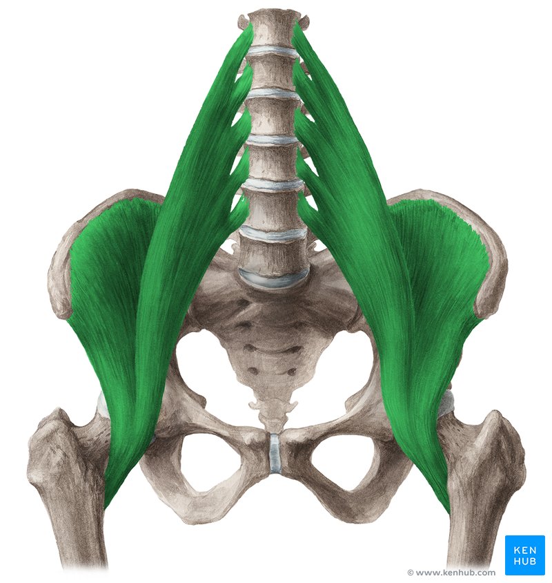 <p>Iliopsoas</p>