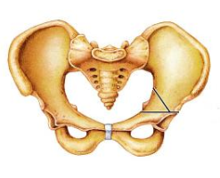 <p><span>Is this pelvis male or female?</span></p>