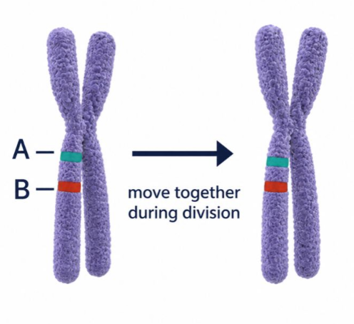 <p>genes close together on the same chromosome are ‘linked’ meaning they tend to be inherited together as they are unlikely to be separated by crossing over → this reduces expected variation in offspring as alleles don’t sort independently </p>