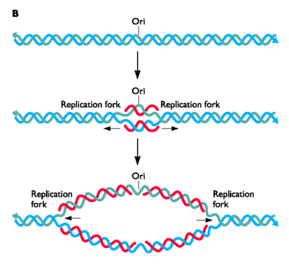 <ol><li><p>Template directed</p></li><li><p>Each strand is copied beginning at origins</p></li><li><p>uses a <strong>DNA dependent DNA poly</strong></p></li></ol><p></p><p>Same as in mammal DNA replication = semi-discontinuous (okazaki fragments) bi-directional replication (2 rep. forks)</p><p></p>