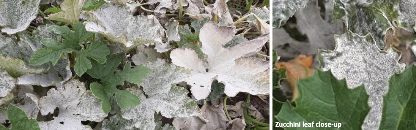 <p><strong>Type:</strong> Fungal disease<br><strong>Life cycle:</strong> Annual<br><strong>Key persistence / spread:</strong> Airborne spores<br><strong>Farming systems:</strong> Vegetable crops</p><p> How to identify</p><p>Leaves develop a <strong>white powdery coating</strong> on the surface, often beginning on older foliage.</p><p>As disease progresses, leaves turn yellow, dry out, and collapse. Fruit exposure and sunscald may occur due to leaf loss.</p><p>Unlike many fungal diseases, this condition develops in dry weather with high humidity.</p><p>The white coating wipes off easily, confirming identification.</p>