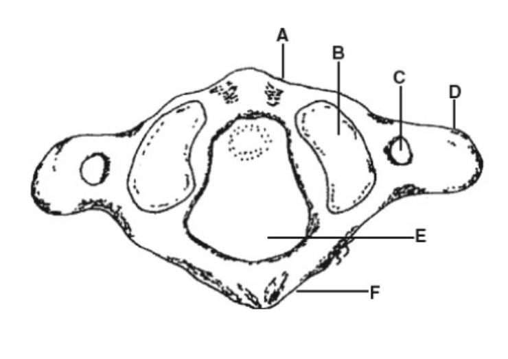 <p>E</p>